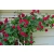 Róża pnąca Rosa arvensis "Czerwona Pergola""